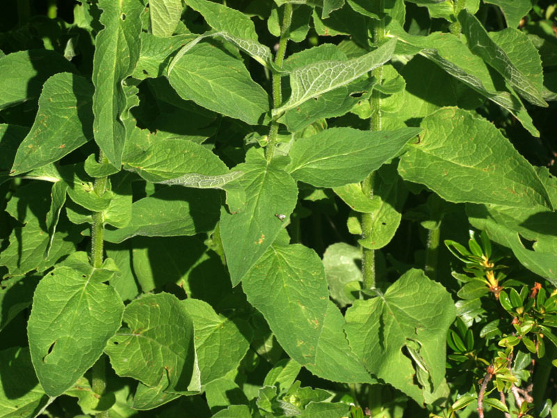 Doronicum austriacum / Doronico austriaco